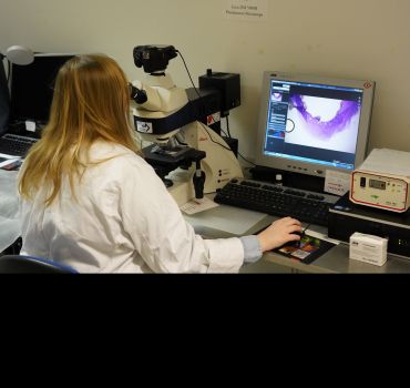 Dr Sophie Lund Rasmussen looks in the microscope to count year rings in a section of a hedgehog jawbone to determine the age of the hedgehog. Credit: Thomas Degner.