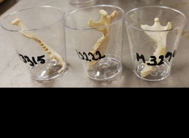 Hedgehog jawbones in glass containers, which are used for age determination research.