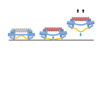 Diagram of the jumping mechanism in the robots. A coiled muscle contracts and causes a stainless-steel beam to buckle, which stores elastic energy. When the beam buckles against a rigid rail, it rapidly inverts, hitting the ground and powering the jump. 
