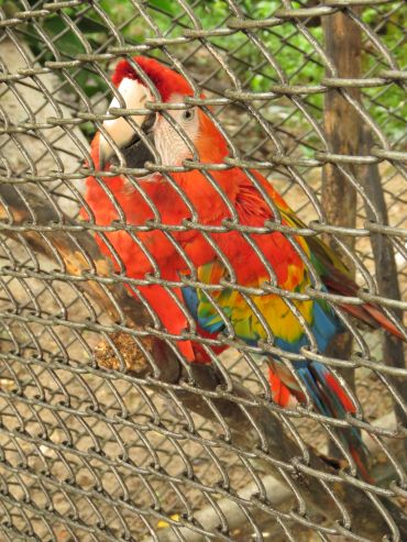 Captive Macaw 