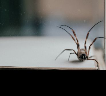 A golden orb-web spider. Image credit: Newrotex Ltd.