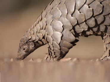A pangolin; a four legged mammal with a long body covered in large overlapping scales.