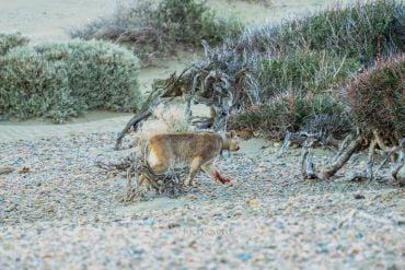 An adult puma walks on a beach, with a blood stain on the paw. 