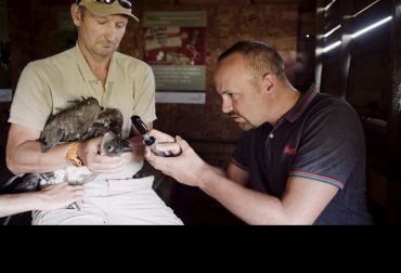 One man holds a vulture still in his arms whilst another man holds a device close to its eyes.