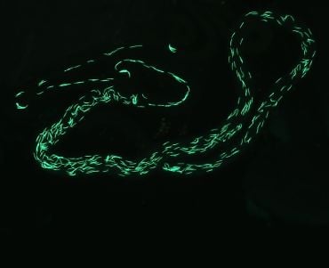 Fluorescent green sperm against a black background.