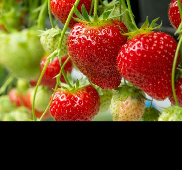 A close up of strawberries growing on a strawberry plant. Image credit: Shutterstock.