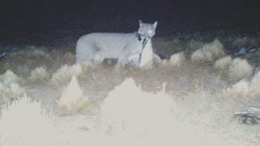 Camera trap image of a puma holding a penguin in its mouth.