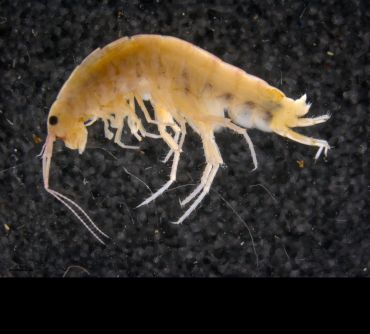 A light coloured, yellow shrimp with dark eyes and long antennae against a black background. 