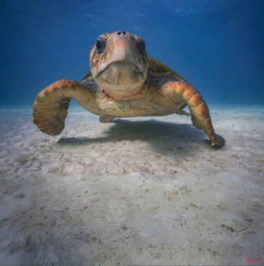 Underwater face-on view of a loggerhead turtle.