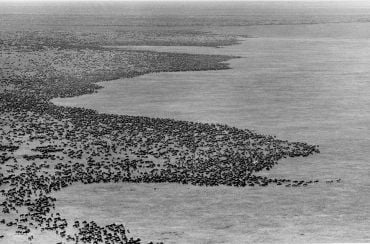 Black and white overhead photograph showing hundreds of wildebeest crossing the African Savannah