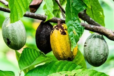 Cocoa pods on a tree - they are green, black and yellow.