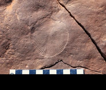 A fossil imprint of a circular animal with wave-like impressions radiating out from the centre to the edges.