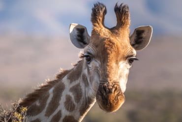 Photograph of a giraffe's head and neck