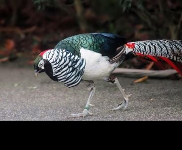A colourful bird with a black and white ruff and a long striped tail.