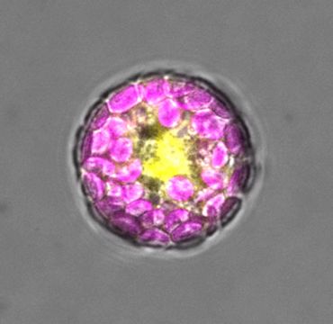 Plant cell (a protoplast) expressing the SUMO1 protein