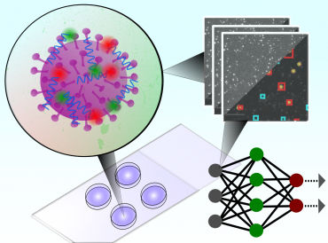 Graphical illustration of how the test uses a convolutional neural network to classify microscopy images of single intact particles of different viruses