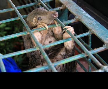 A pangolin rescued from illegal trafficking in Indonesia. Image credit: Shutterstock.