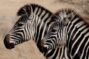 A photograph of two zebras