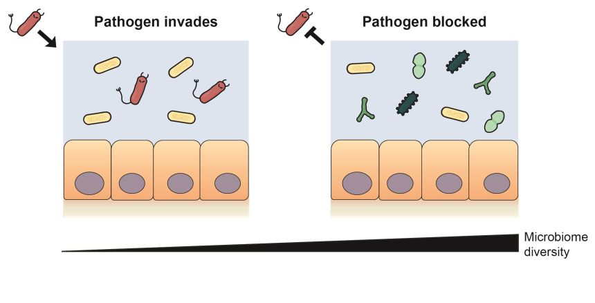Diagram to show how diverse gut bacteria protect against pathogens. When only one type of resident gut bacteria is present, the harmful bacteria can enter the gut wall. When several types of resident gut bacteria are present, the harmful bacteria is block