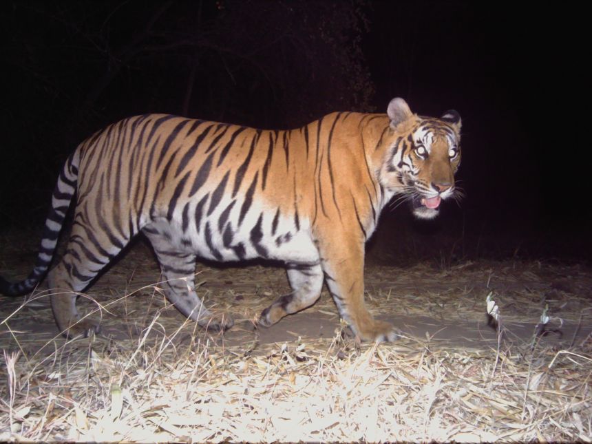 Camera trap image of Tiger taken In India