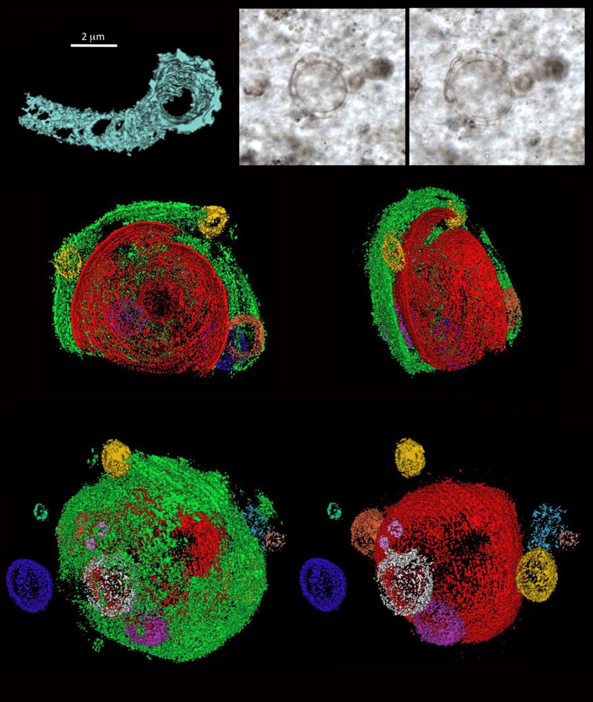 Gunflint Chert microfossil of microbe Eosphaera with 3D reconstruction