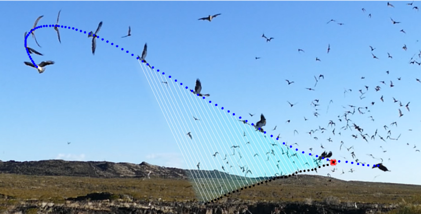 The study results demonstrate that Swainson's Hawks target a fixed point in the swarm when attacking, rather than any single bat