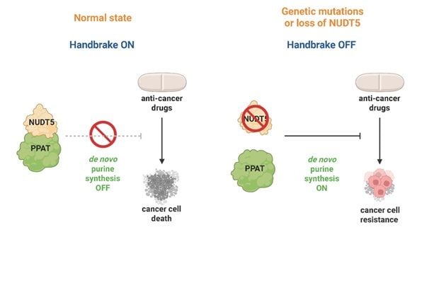 がん薬物応答を制御する「ハンドブレーキ」分子を発見(Discovery reveals ‘handbrake’ that controls cancer drug response)