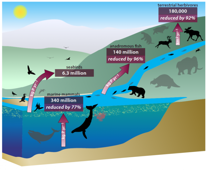 Declines in whales, fish, seabirds and animals disrupt Earth's nutrient  cycle | University of Oxford