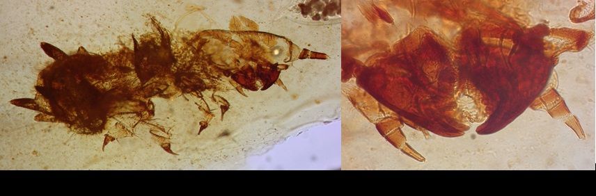 Close up of the feather-feeding beetle larva found in the Spanish amber outcrop of Rábago/El Soplao, with detail of its powerful mandibles