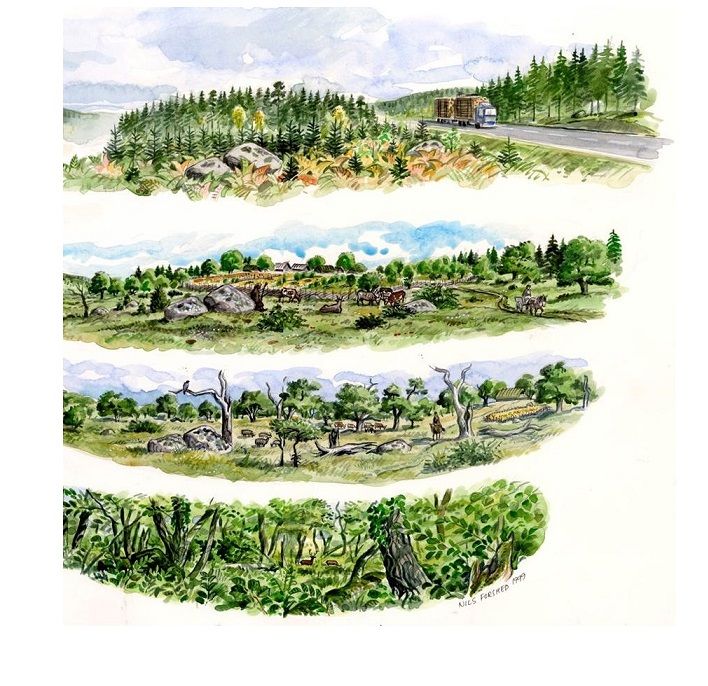 Four artistic landscapes to illustrate the transition from dense woodlands to open landscape over time. The first pane shows a dense, shady woodland: the last shows a mixed environment with fields of livestock, roads and some trees.