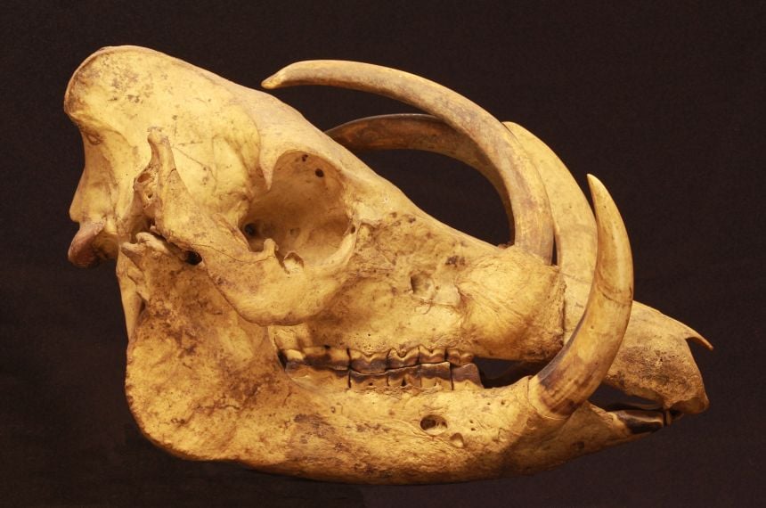 Image credit: Alastair A. Macdonald