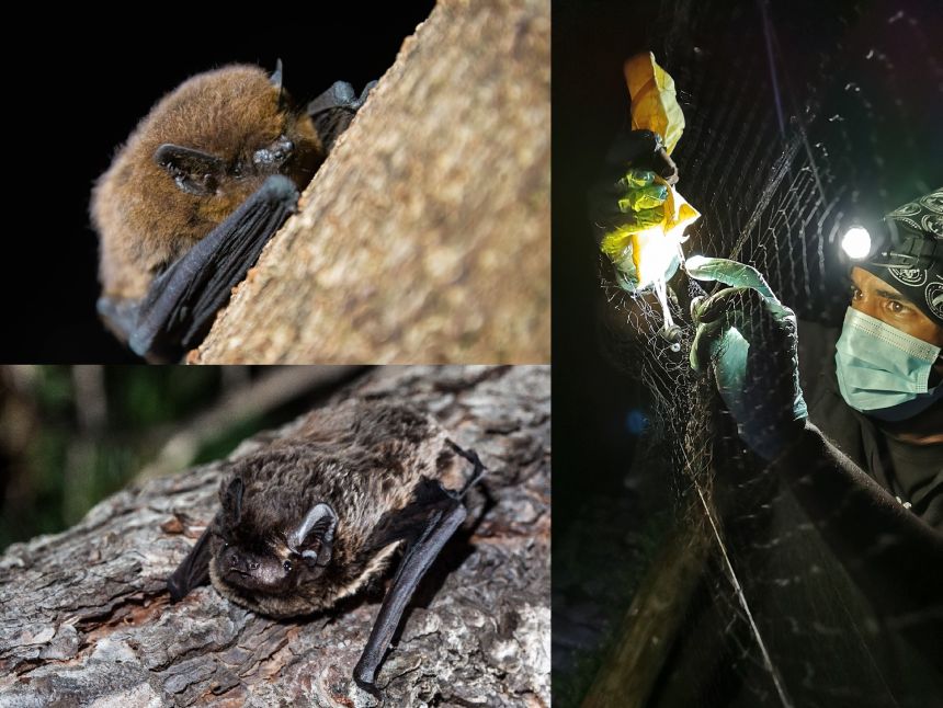 Two close-up photos of bats. A photo of a man wearing a headtorch, facemask and gloves adjusts a net used to trap bats: the image was taken at night. 