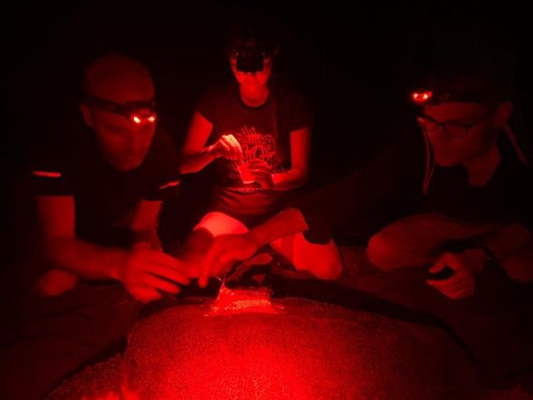 People putting tags in turtle nest at night