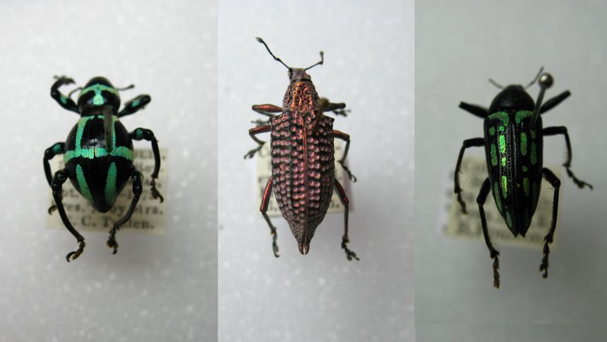 Three weevils from OUMNH's Hope collections