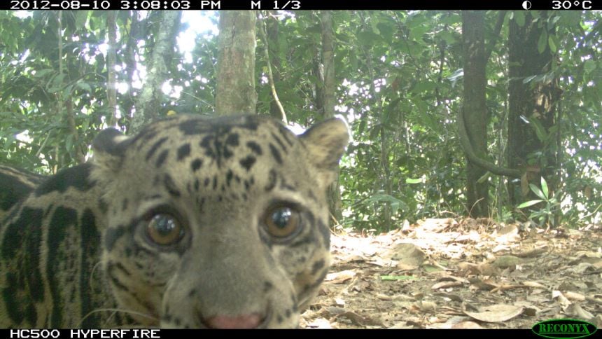 Clouded leopard