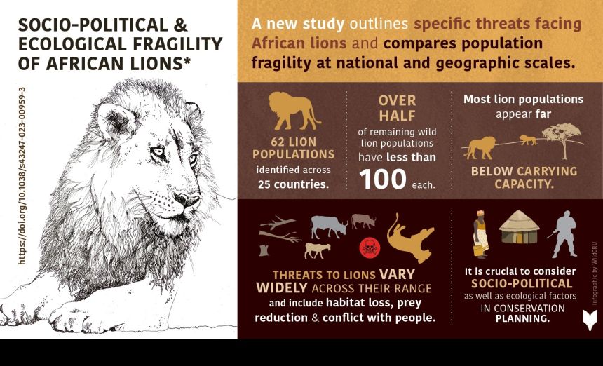 An infographic summarising the key statistics from the study which illustrate the small and fragmented nature of most of the remaining lion populations.