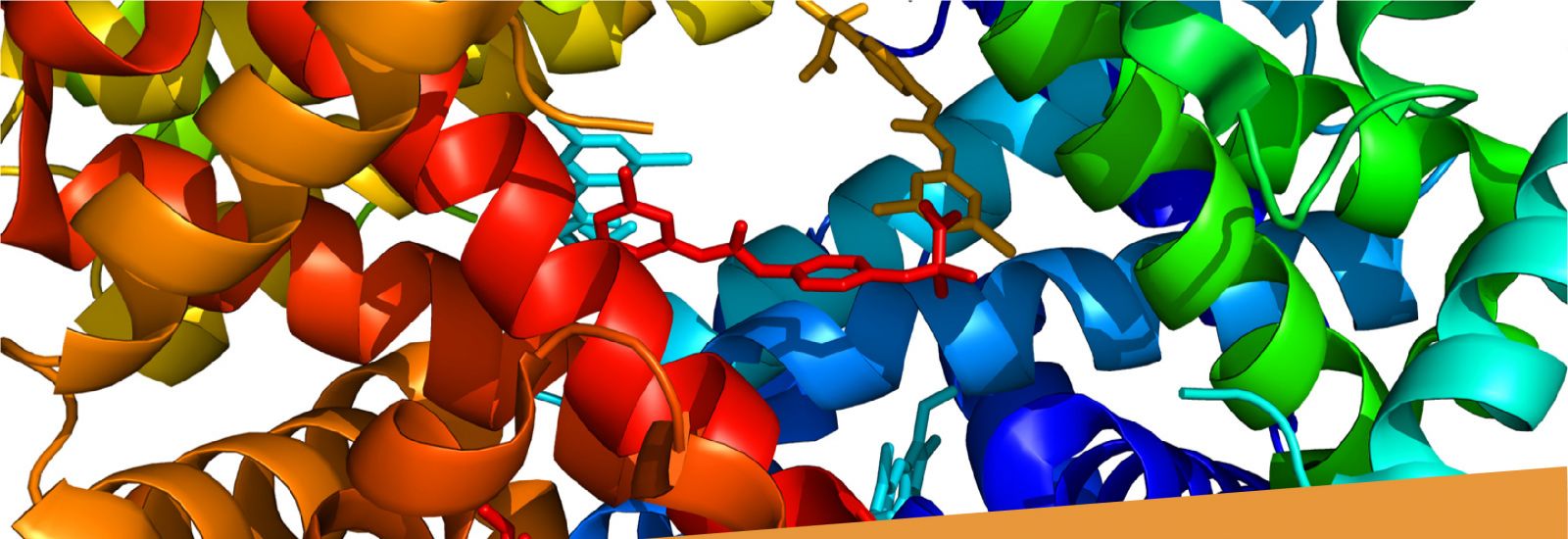 A high resolution ray-traced ribbon model of human haemoglobin