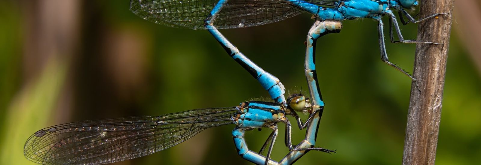 Two Dragon Flies mating, creating the heart shape they are so famous for.