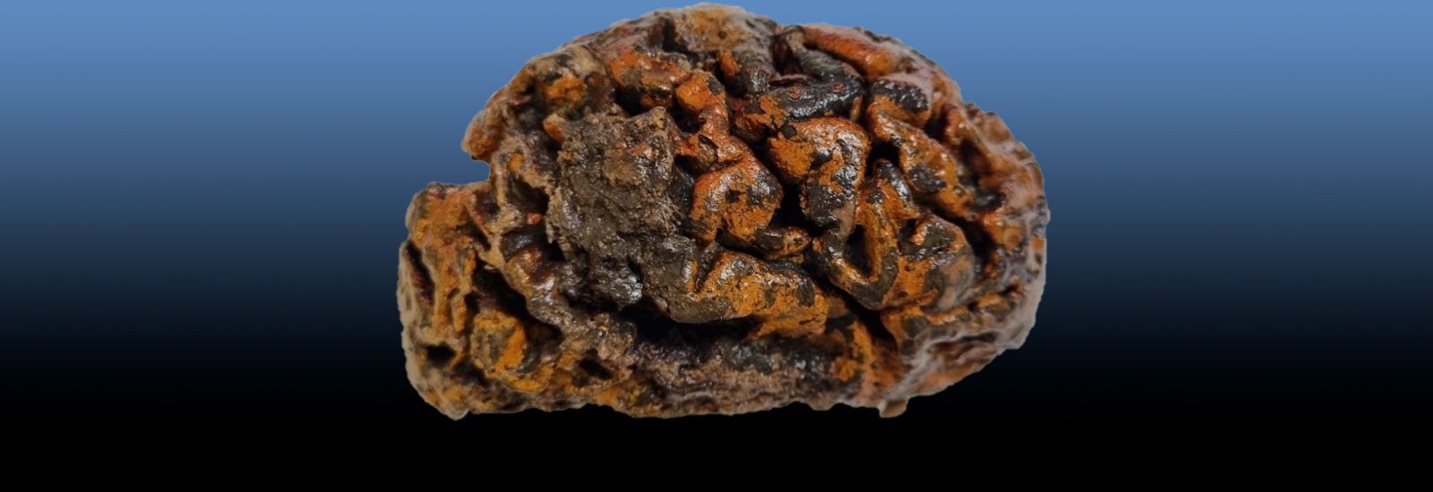 A well preserved ancient brain