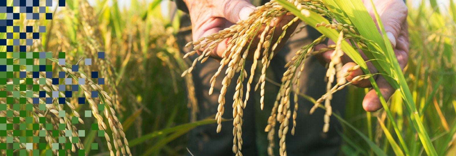 Rice farmer's hands holding rice plant