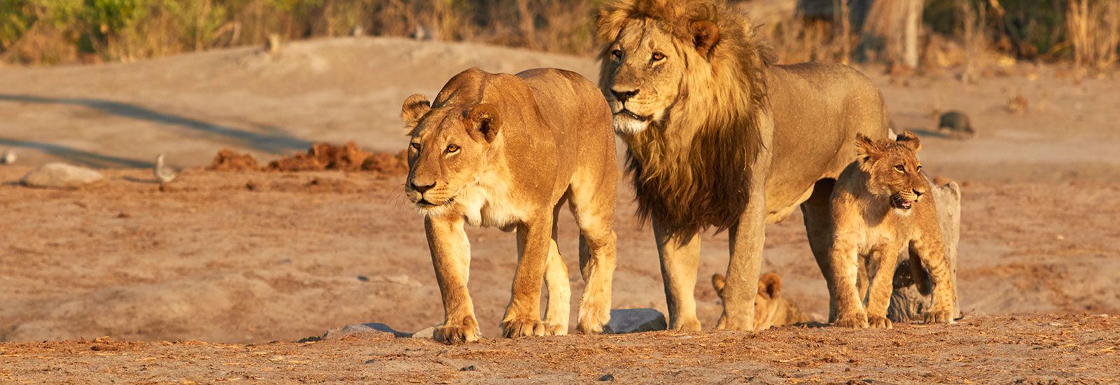 Pride of lions in Botswana