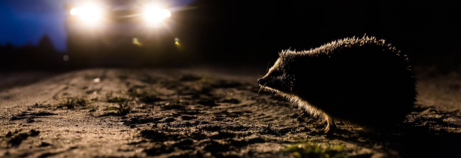 A hedgehog crossing a road