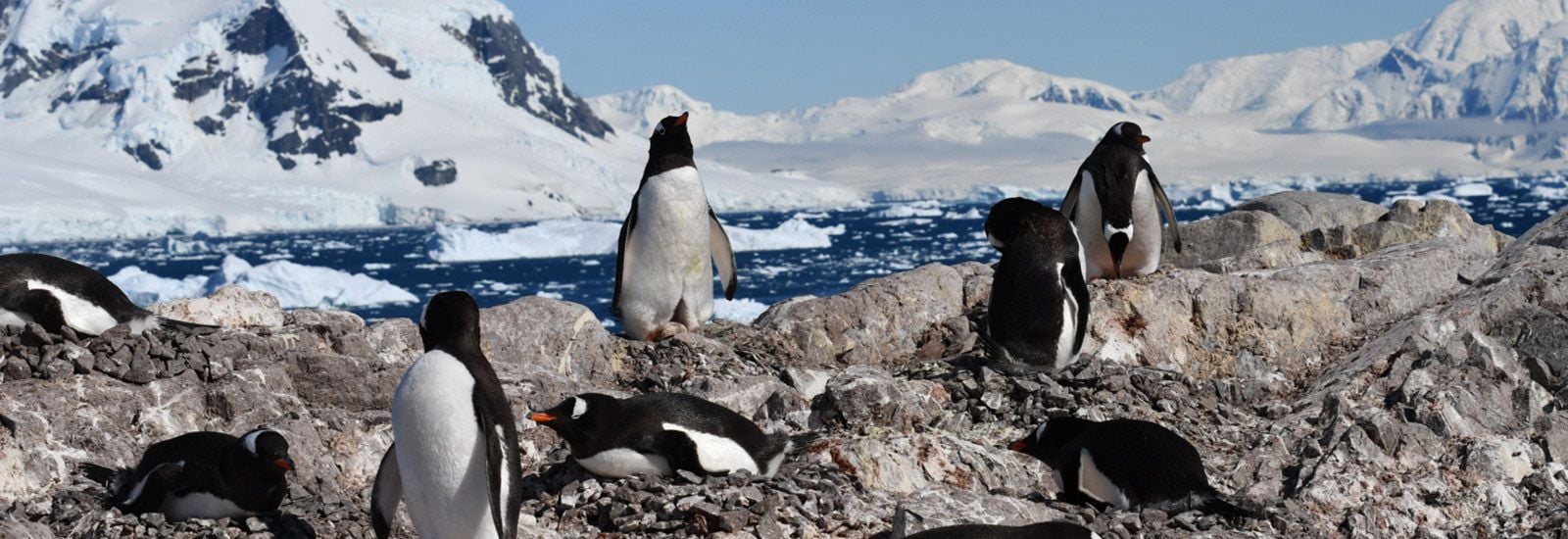 A colony of Gentoo penguins at Neko Harbour