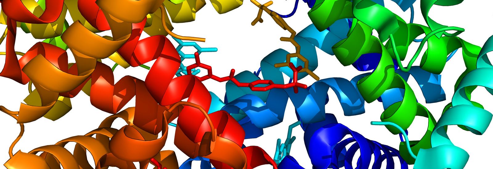 A high resolution ray-traced ribbon model of human haemoglobin