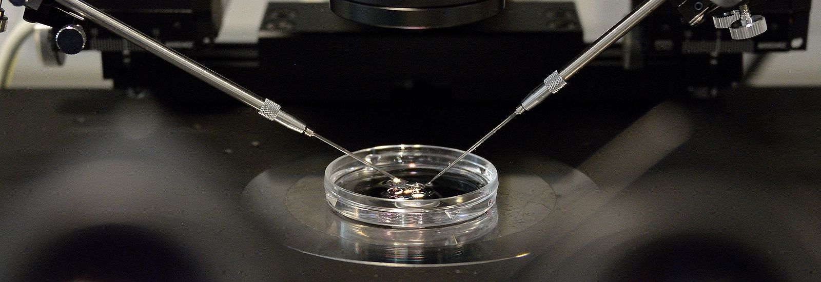 Close up of a Petri dish with two micromanipulators
