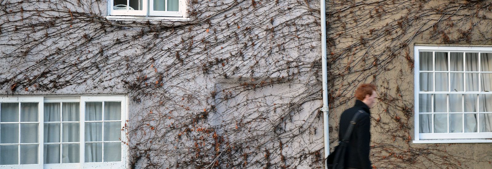 A person walking past a building covered in vines in winter 