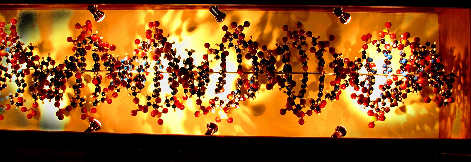 A model of DNA strands