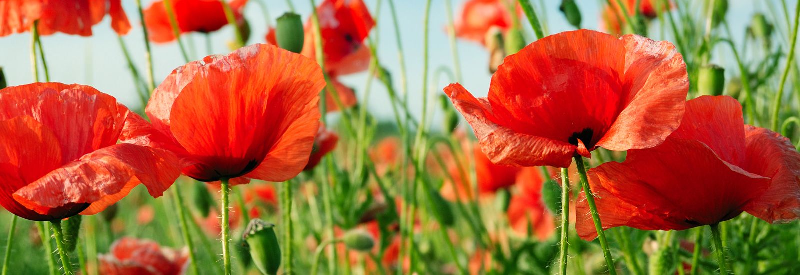 Red poppies growing in a field.