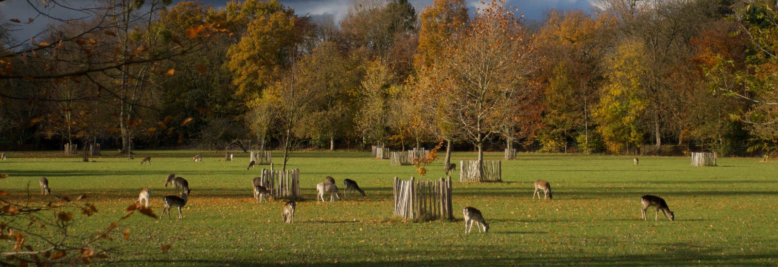 Magdalen College deer park