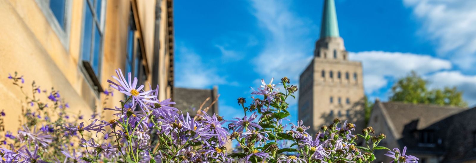 Purple flowers with Nuffield college tower in the background against a blue sky. 